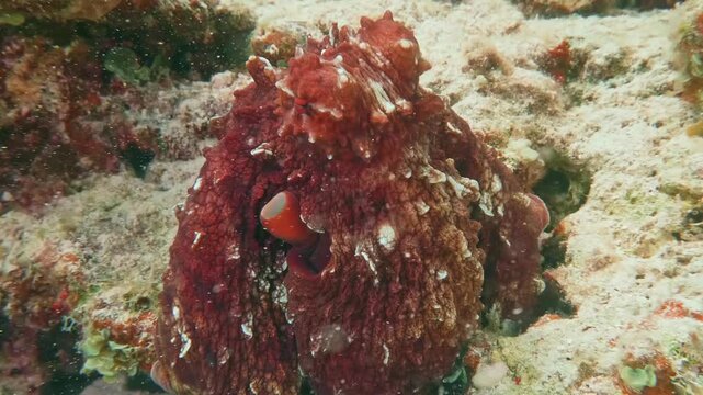 Cinematic underwater shot of East Pacific Red Octopus in its natural coastal environment, highlighting reddish coloration and cephalopod movement.
