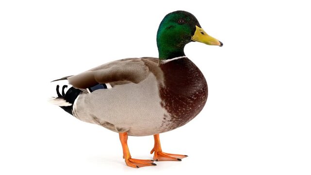 Male duck on white background.