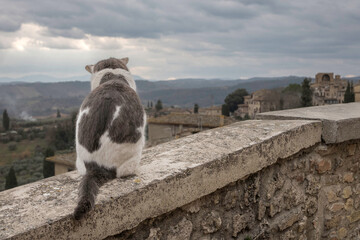 A lonely cat in the Tuscan village of San Gimignano