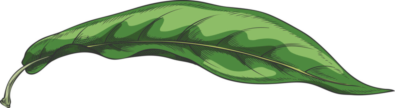 A hand-drawn watercolor sketch of a leaf of the exotic tropical lucuma plant.