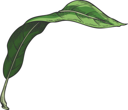 Lucuma tree green leaf vector sketch, hand drawn essential herb, medicinal aroma plant, ayurvedic foliage ingredient