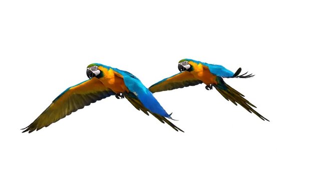 Two macaws flying in air.