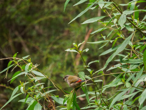 Red Browed Finch Also Red Browed Firetail