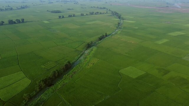 West Bengal is a top rice-producing state in India, with production steadily rising to an estimated 164.91 lakh tonnes in 2024-25. As the "Rice Bowl of India," it contributes over 11% of the national