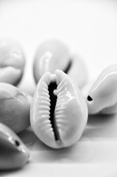 Black and white photo of sea shells lying on a white surface bauty in nature