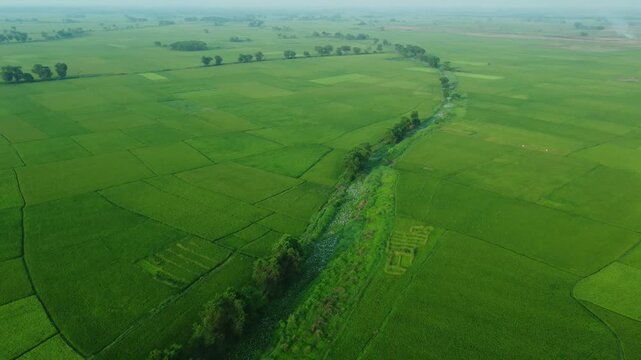 West Bengal is a top rice-producing state in India, with production steadily rising to an estimated 164.91 lakh tonnes in 2024-25. As the "Rice Bowl of India," it contributes over 11% of the national