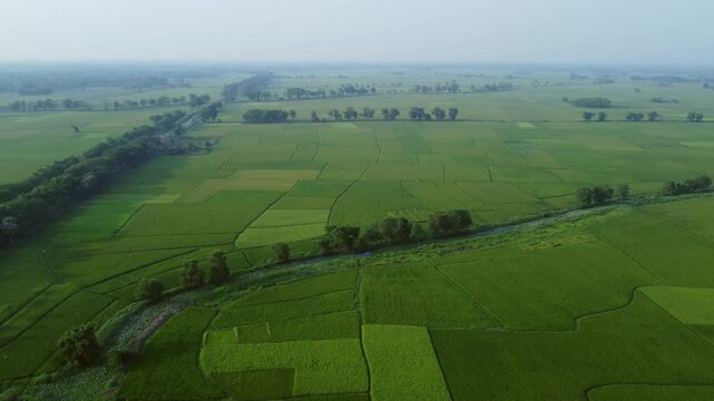 West Bengal is a top rice-producing state in India, with production steadily rising to an estimated 164.91 lakh tonnes in 2024-25. As the "Rice Bowl of India," it contributes over 11% of the national