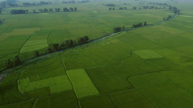 West Bengal is a top rice-producing state in India, with production steadily rising to an estimated 164.91 lakh tonnes in 2024-25. As the "Rice Bowl of India," it contributes over 11% of the national