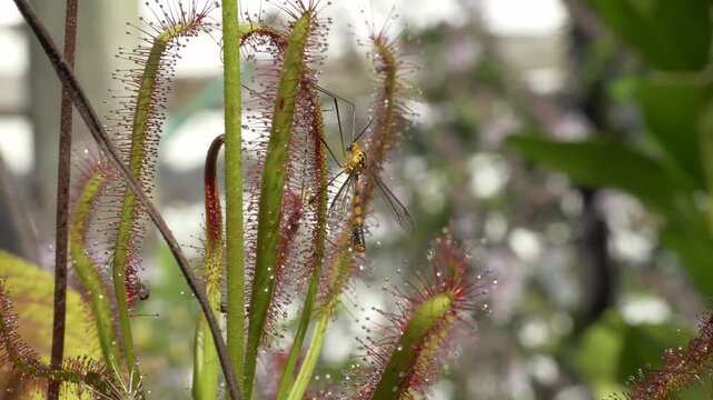View Of A Crane Fly Perched On A Plant - Close Up