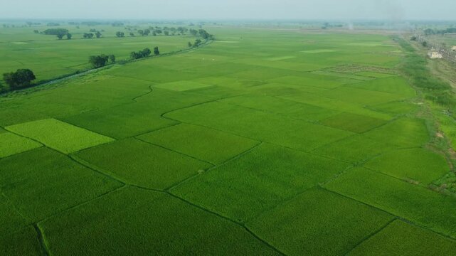 West Bengal is a top rice-producing state in India, with production steadily rising to an estimated 164.91 lakh tonnes in 2024-25. As the "Rice Bowl of India," it contributes over 11% of the national