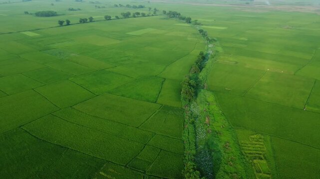 West Bengal is a top rice-producing state in India, with production steadily rising to an estimated 164.91 lakh tonnes in 2024-25. As the "Rice Bowl of India," it contributes over 11% of the national