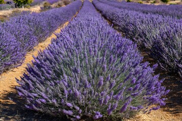 Naklejka premium Purple lavender rows growing in a sunny field