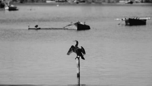 animales libres