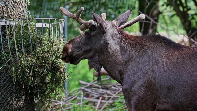 The moose or elk, Alces alces is the largest extant species in the deer family. Moose are distinguished by the broad, flat, or palmate antlers of the males.