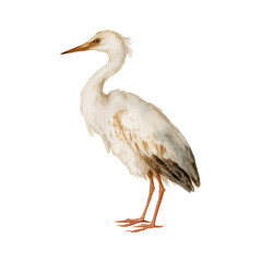 Obraz premium Vintage Watercolor Illustration of Garden Bird Isolated on White Background