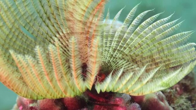 Macro footage of feather duster worm (family Sabellidae) extending feathery branchial crown for respiration and filter feeding in reef habitat.