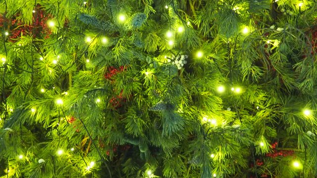 Explore the enchanting world of outdoor Christmas decor as vibrant spruce branches twinkle with bright lights. Experience the warmth and joy of the holiday season in a beautifully decorated space