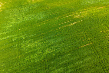 Fototapeta premium Aerial Drone View of Lush Green Crop Field with Natural Patterns