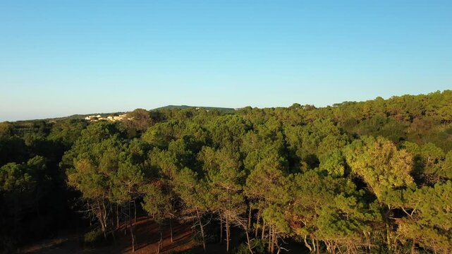 Aerial view of a dense green forest with distant buildings under a clear blue sky in Arkoudi, Greece. Tranquil natural scenery ideal for concepts of nature, travel, and serenity.
