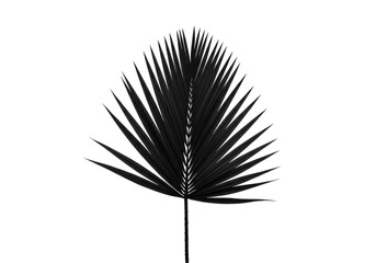 Fototapeta premium Elegant black palm leaf isolated, perfect for botanical designs isolated on white background
