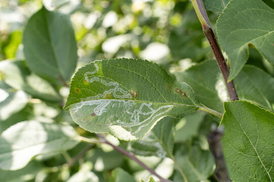 Close-up of green leaf infested with leaf miner larvae. Twisted marks within leaf tissue indicate pest infestation plant disease. Crop damage