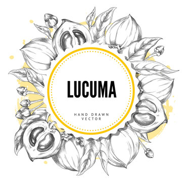 Lucuma branch with fruits and leaves sketch round label vector design, hand drawn engraved fresh ripe eggfruit superfood