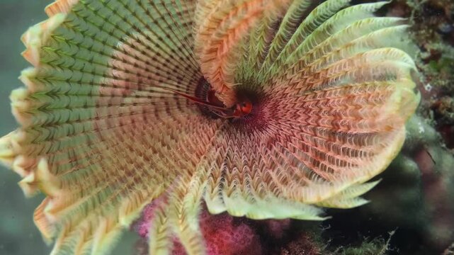 4K macro shot of feather duster worm (Sabellidae) revealing intricate feather-like crown used for filter feeding and respiration in a vibrant reef ecosystem.