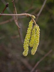 Fototapeta premium Green flowers grow on a branch in a natural setting during early spring