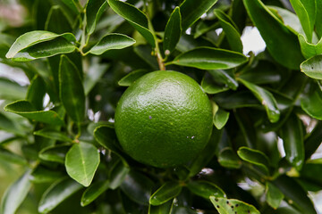 Green Oranges on a Tree Branch
