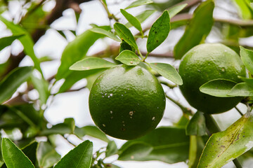 Green Oranges on a Tree Branch