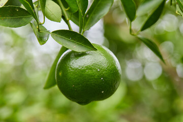Green Oranges on a Tree Branch