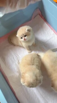 Adorable kittens playing in litter box with human care