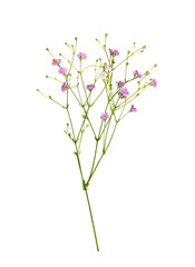Closeup of small sprig of pink gypsophila flowers isolated on white or transparent background