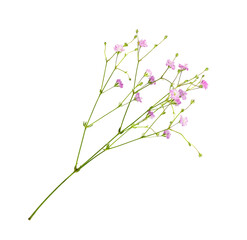 Naklejka na ściany i meble Small sprig of pink gypsophila flowers isolated on white or transparent background