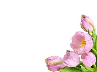 Fototapeta premium Pink tulip flowers in a festive corner arrangement isolated on white or transparent background.