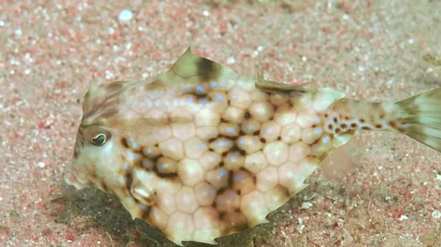 Detailed view of a Humpback Turretfish showcasing its pale grey-brown body with a hexagonal pattern and irregular blotches, moving gracefully in a warm tropical sea.
