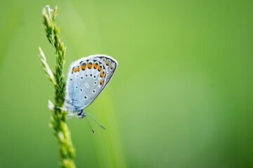 butterfly, insect, macro, blue, green, animal, summer, flower © Marcin