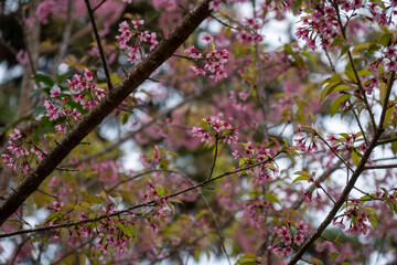 Fresh pink cherry blossoms in spring