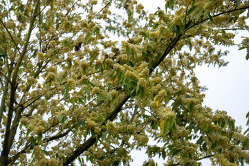 Fototapeta premium Blooming branches of Litsea cubeba