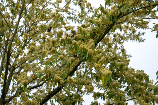 Blooming branches of Litsea cubeba