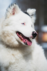 Fototapeta premium Yakutian Laika dog with blue eyes , close-up portrait .