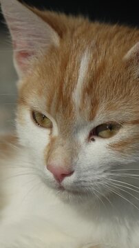 Kitten cat feline sleeping soundly outdoors in warm sunlight close up domestic pet