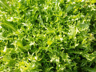 Escarole field in traditional agriculture