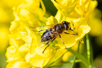 Turnip greens from Santiago grown in a garden