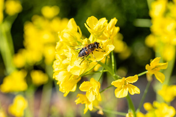 Turnip greens from Santiago grown in a garden