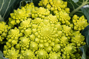 Romanesco broccoli grown in a traditional garden