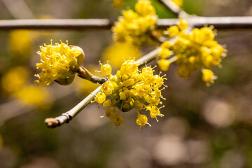 Yellow flower of cornus officinalis, Japanese cornelian cherry