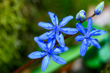Scilla bifolia, also known as Alpine Squill. Wild spring blue flower Scilla bifolia in the floodplain forest.
