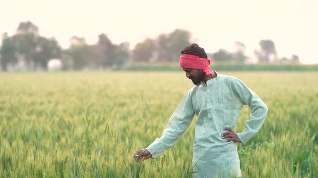 Young indian farmer standing at wheat agriculture field	