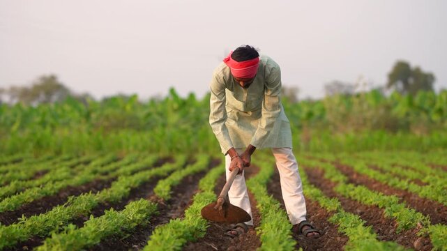 Indian farmer working at groundnut agriculture field 